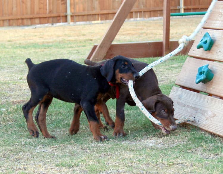 dobe pup