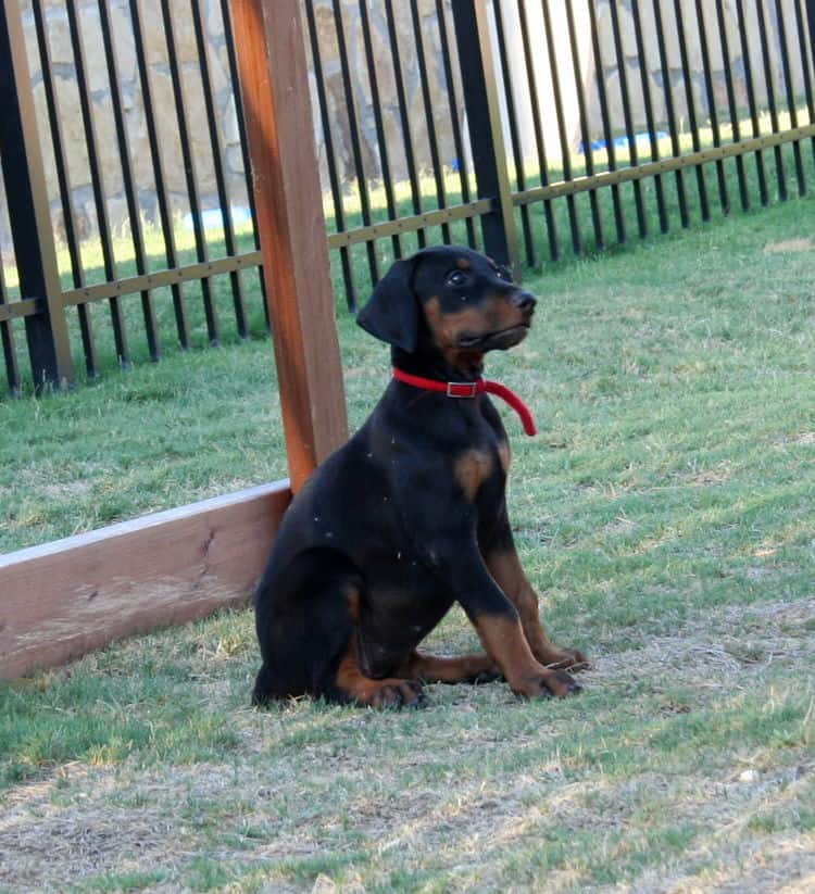 dobe pup