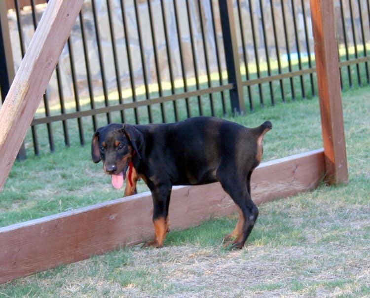 dobe pup