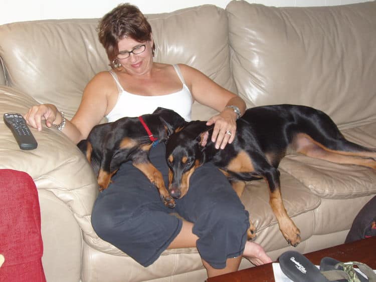 black and rust female doberman puppy