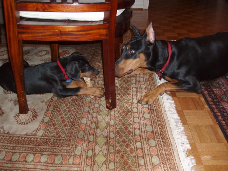 black and rust female doberman puppy