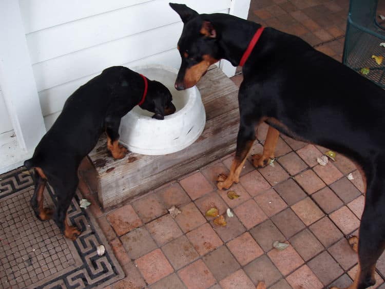 black and rust female doberman puppy