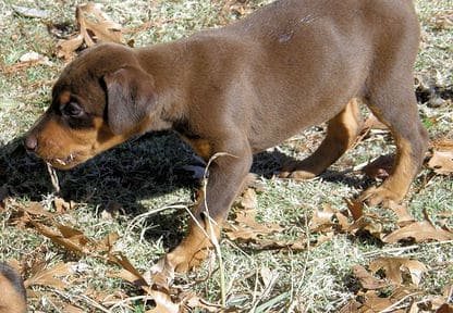 red and rust female doberman pup