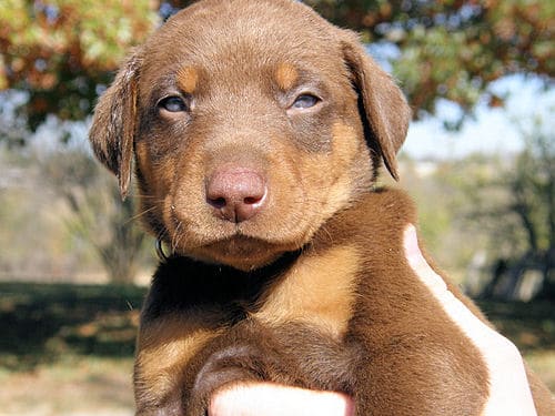 red and rust male doberman puppy