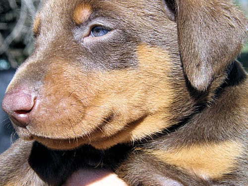 red and rust male doberman puppy