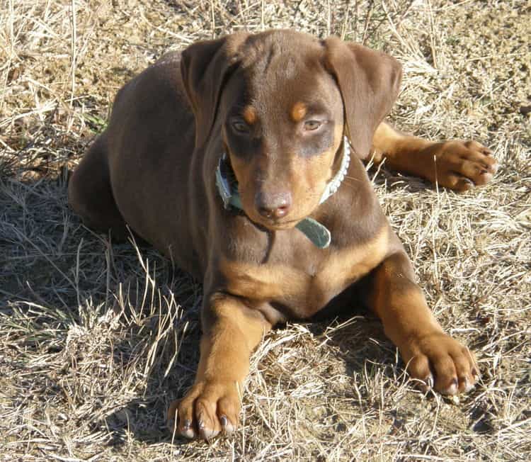 red and rust female doberman puppy