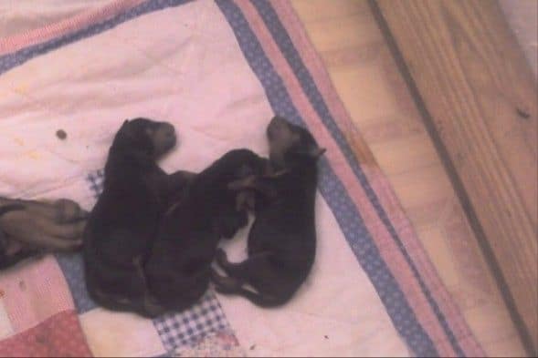 Doberman puppies day 1