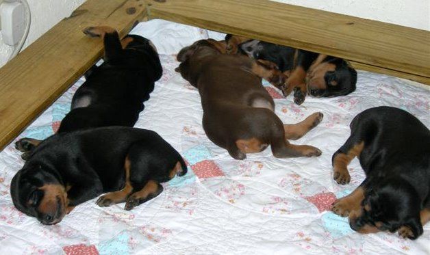 Doberman puppies 