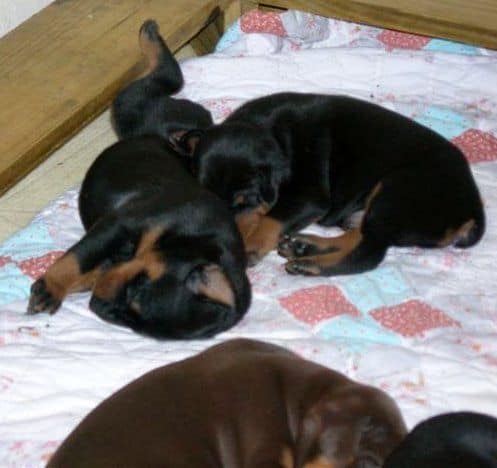 Doberman puppies