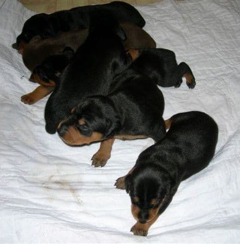 Doberman puppies