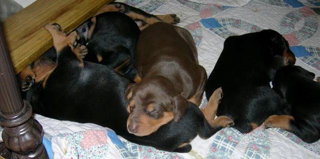 Doberman puppies