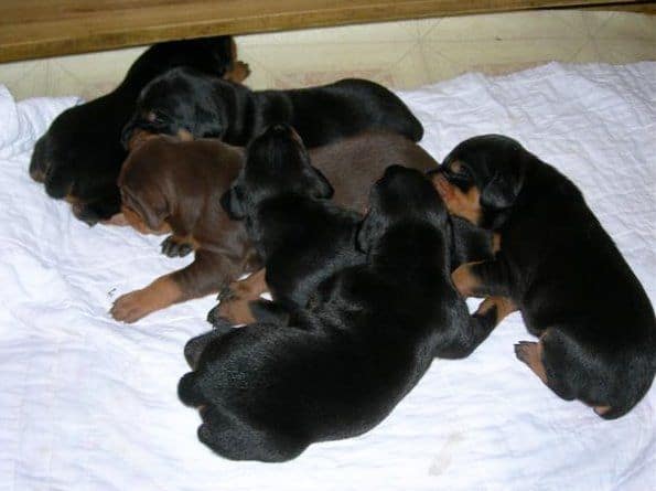 Doberman puppies