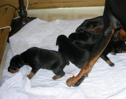 Doberman puppies