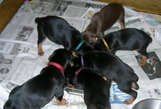 Doberman puppys