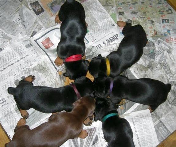 Doberman puppys 