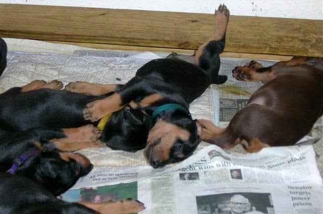 Doberman puppys