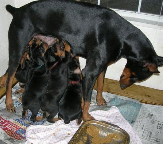 Doberman puppys