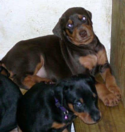 Doberman puppys