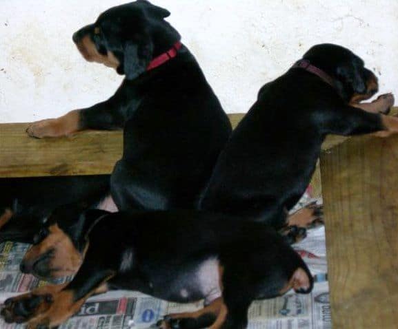 Doberman puppys