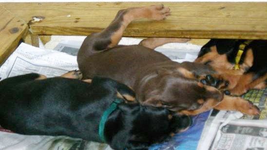 Doberman puppys