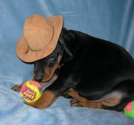 doberman puppys