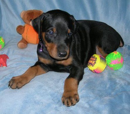 doberman puppys