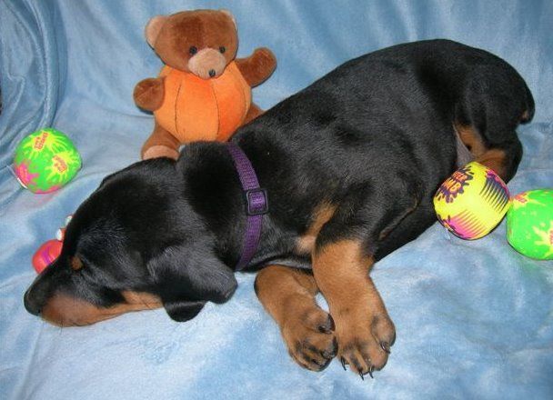 doberman puppys