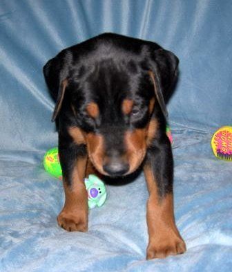 doberman puppys