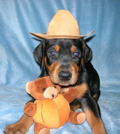 doberman puppies