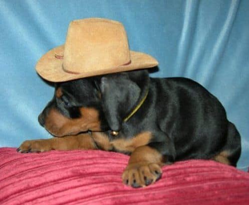 doberman puppies