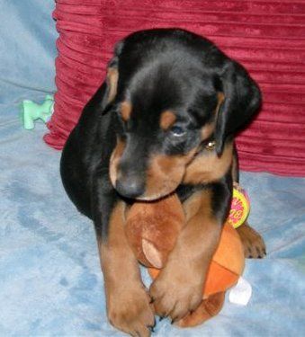 doberman puppies