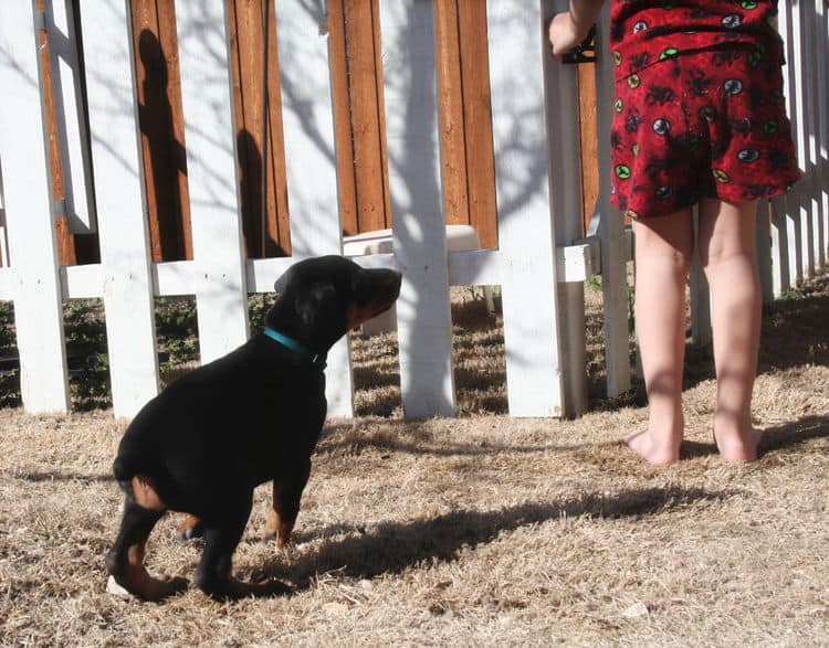 dobe pup