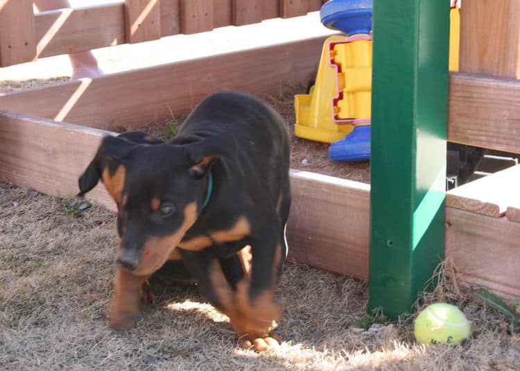 dobe pup