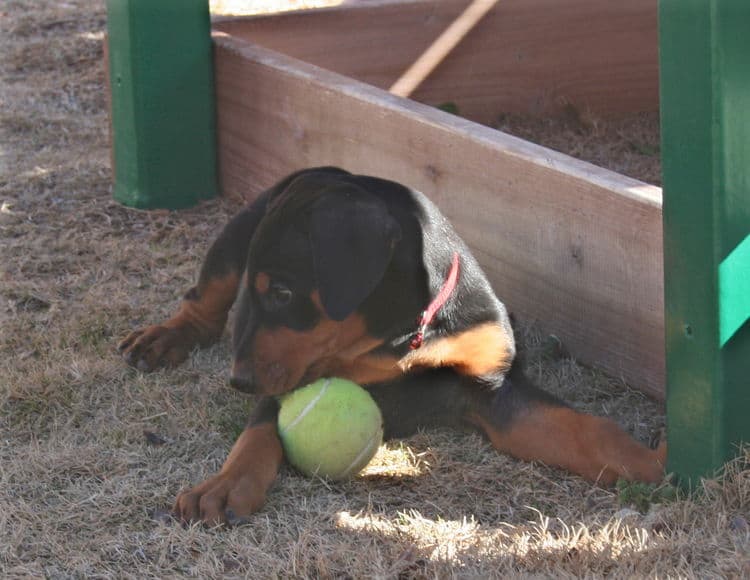 dobe pup