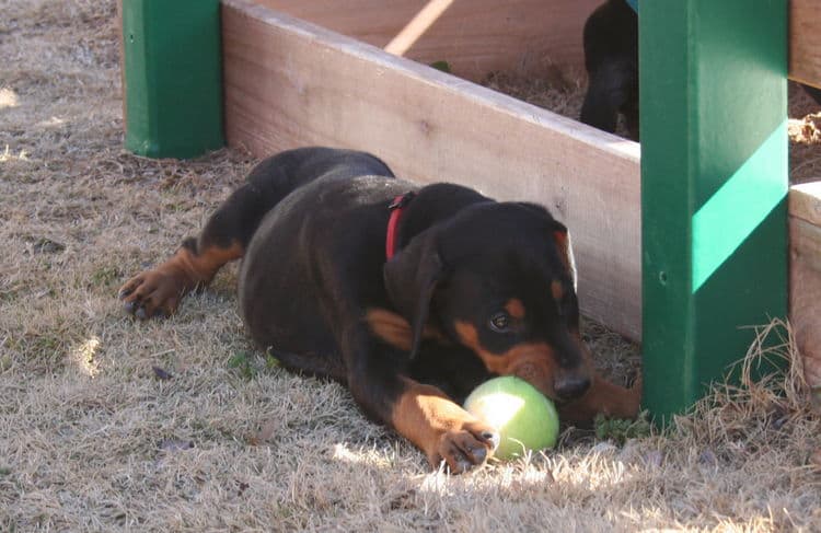 dobe pup