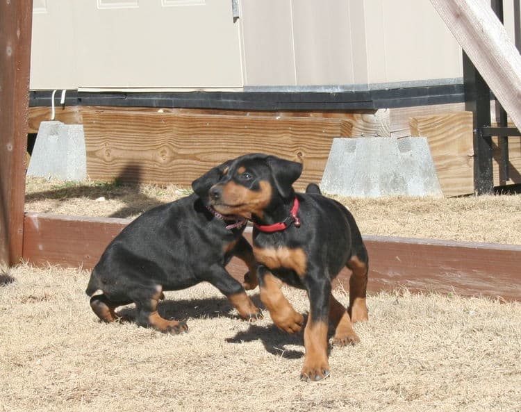 dobe pup