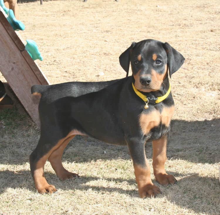 dobe pup