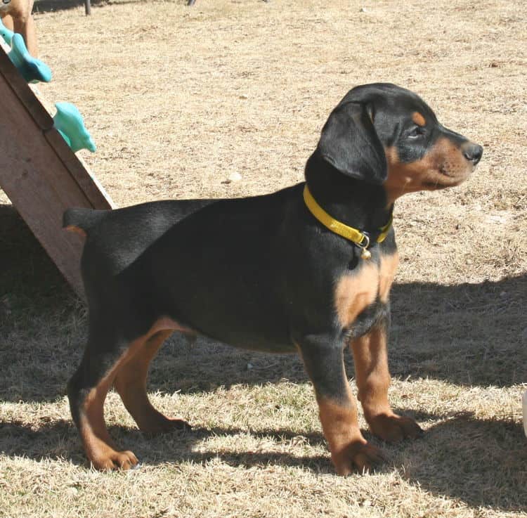 dobe pup