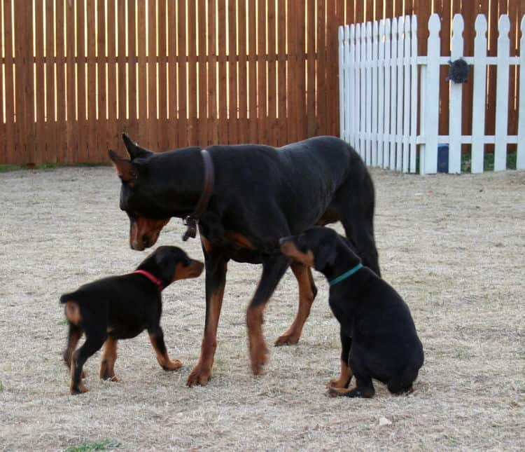 Doberman pups 