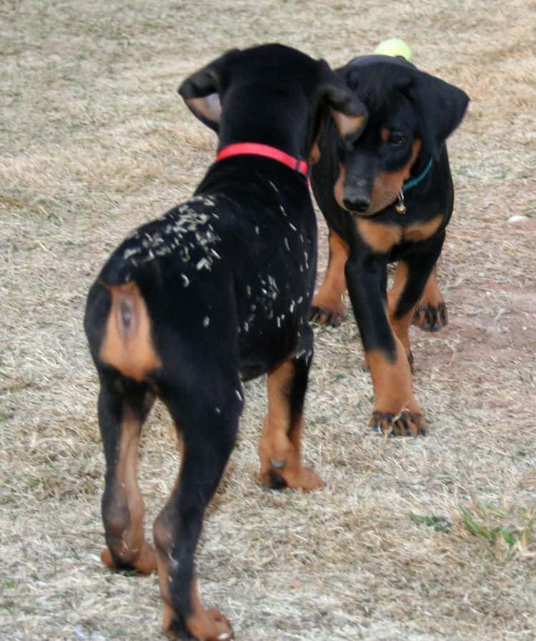 Doberman pups