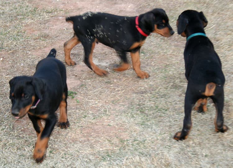 Doberman pups