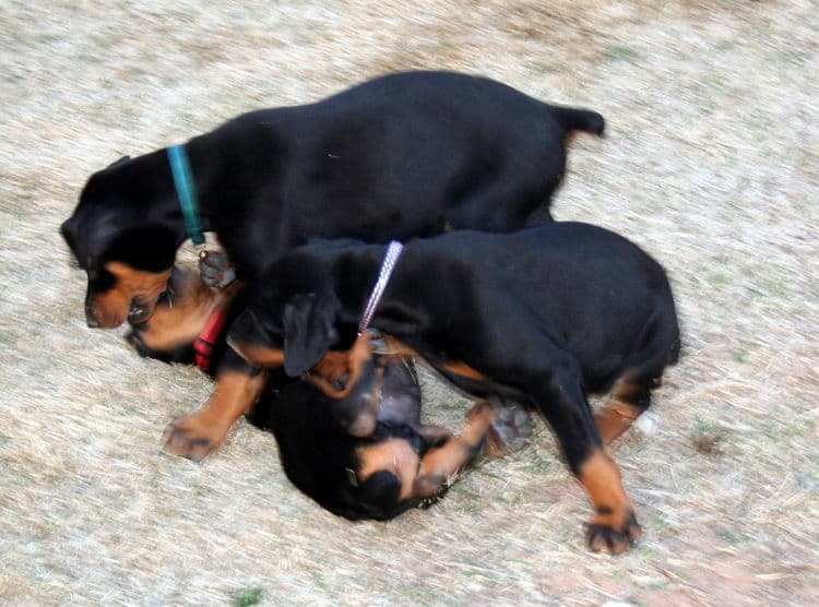 Doberman pups