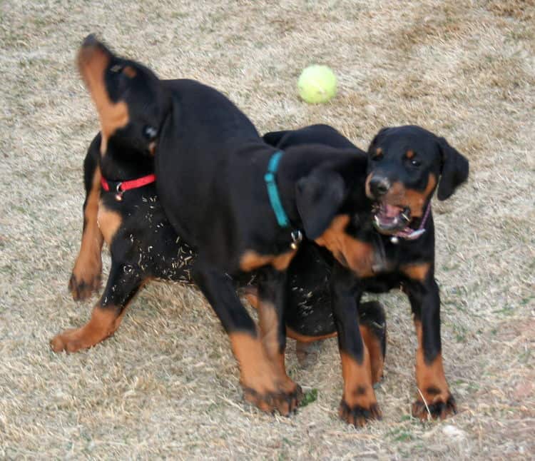 Doberman pups