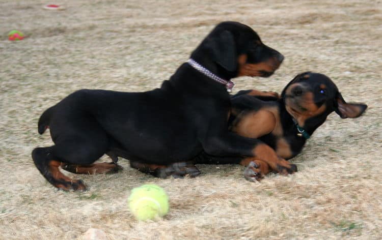 Doberman pups