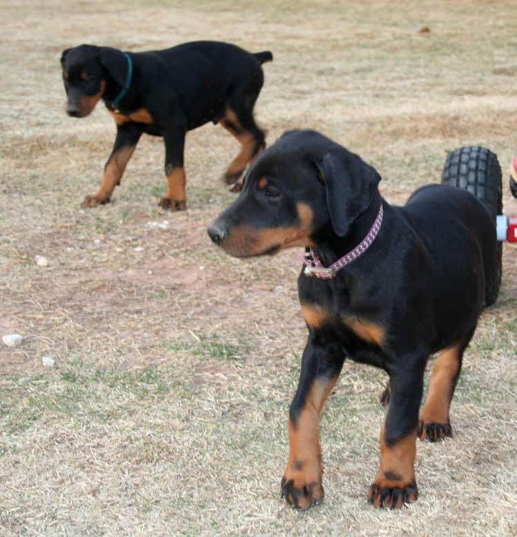 Doberman pups