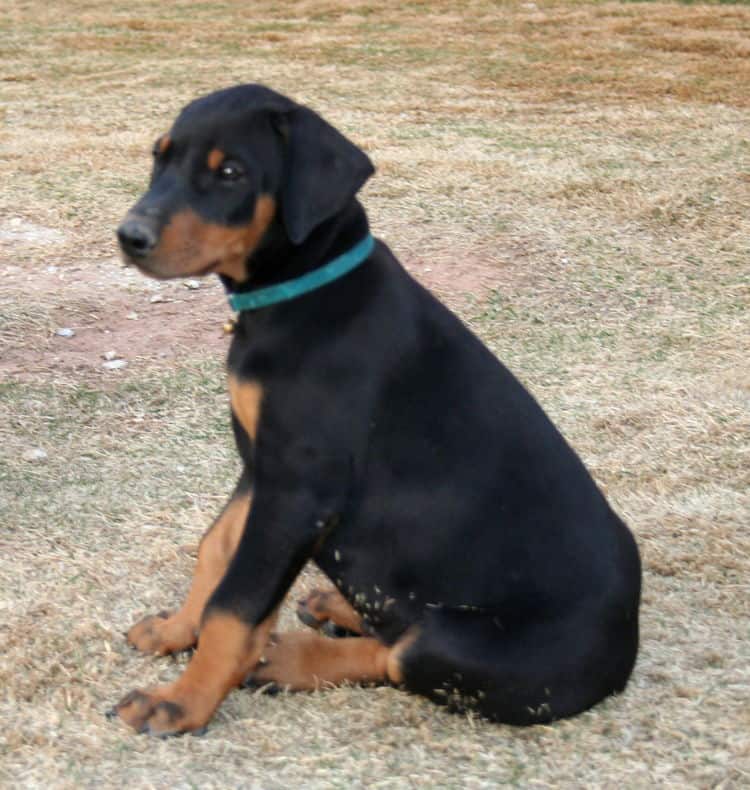 doberman puppies children