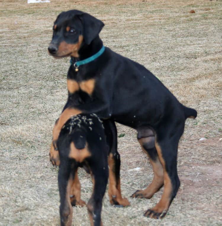 doberman puppies children