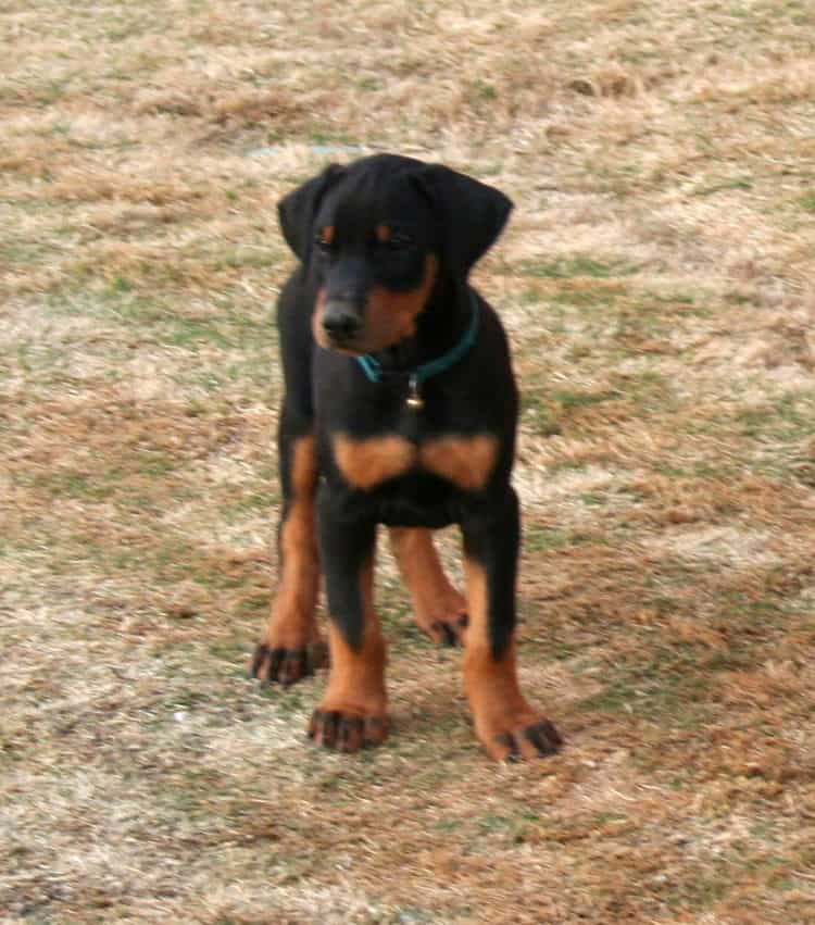 doberman puppies children