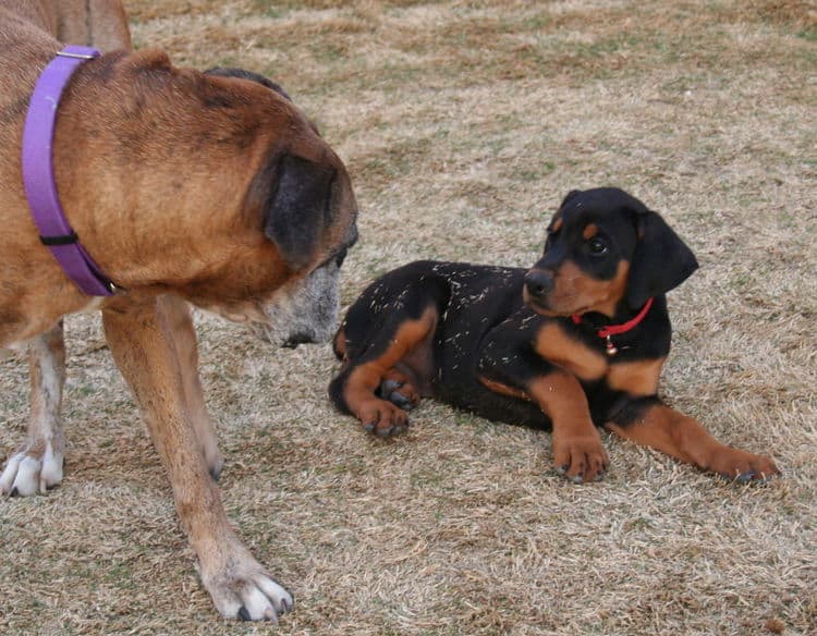 doberman puppies children