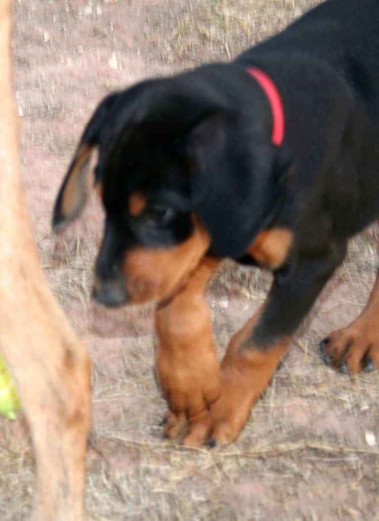 doberman puppies children